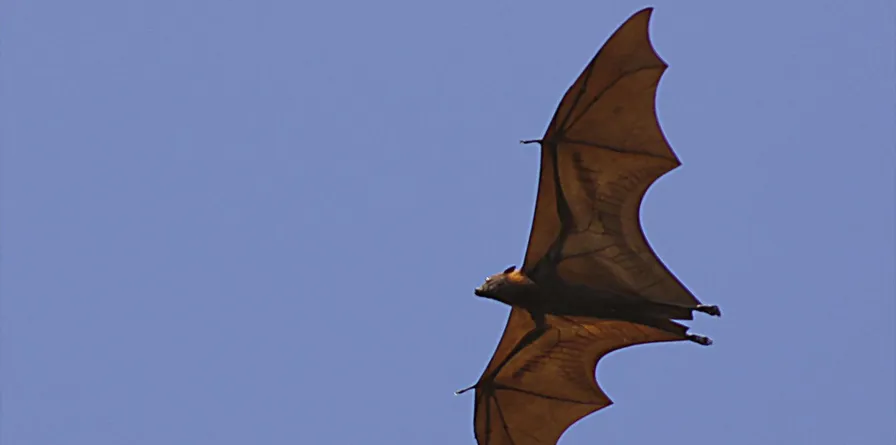 Chinese scientist with reported ties to USAID finds new bat coronavirus that could infect humans like COVID