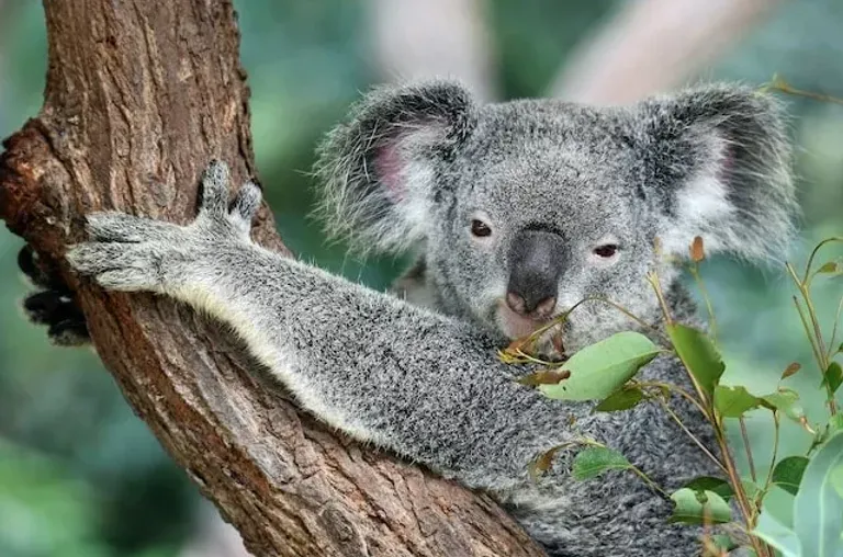 Australia Digital Nomad Visa Options [2024]