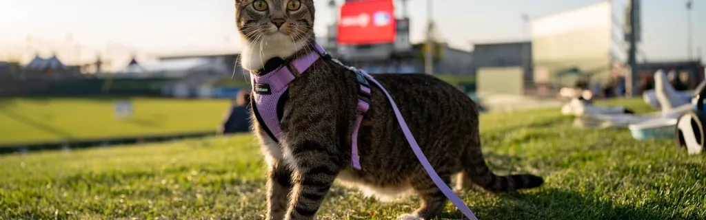 The Omaha Storm Chasers’ ‘Take Meow-t’ cat night included a Litter Box Sundae