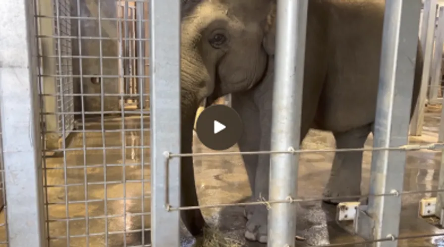 Vaccine Cartel Begins Injecting Endangered Baby Elephants With Experimental mRNA Shots