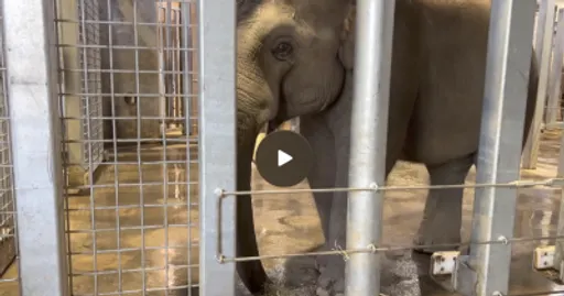 Vaccine Cartel Begins Injecting Endangered Baby Elephants With Experimental mRNA Shots
